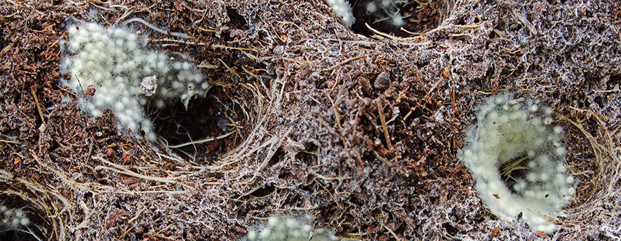 Een samenlevingsverband met cannabis: hoe mycorrhiza-schimmels de plantgezondheid bevorderen