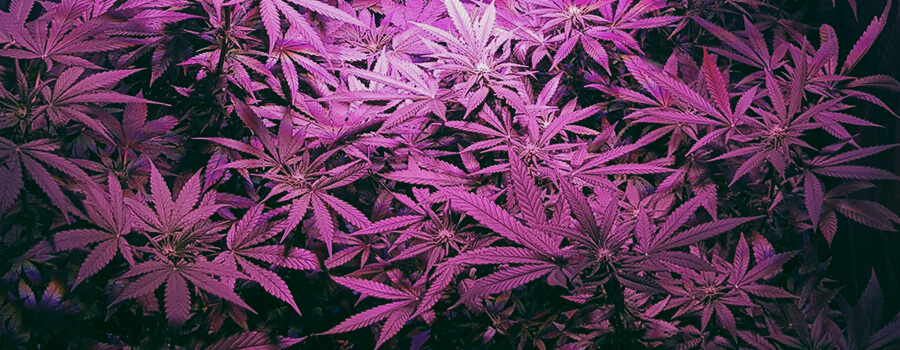 Royal Moby Cannabis 420 RQS Marijuana zaden