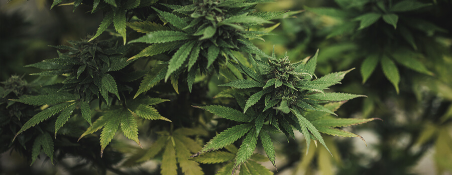 Cannabis Bud Met Gele Bladeren