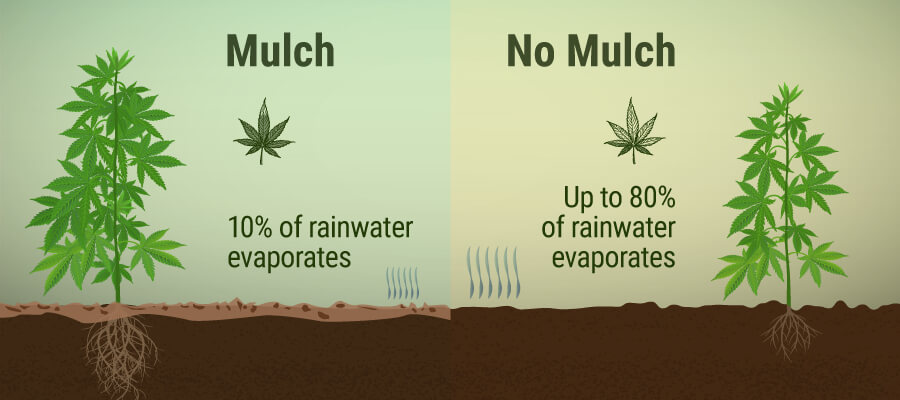 Wat Is Mulch en Welke Voordelen Heeft het voor Je Wiettuin?