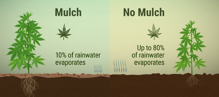 Wat Is Mulch en Welke Voordelen Heeft het voor Je Wiettuin? Wat Is Mulch en Welke Voordelen Heeft het voor Je Wiettuin?