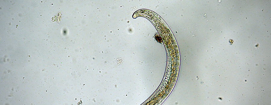 Nematode