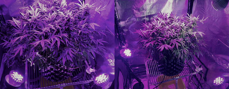 Verlichting Aan De Zijkant Cannabis