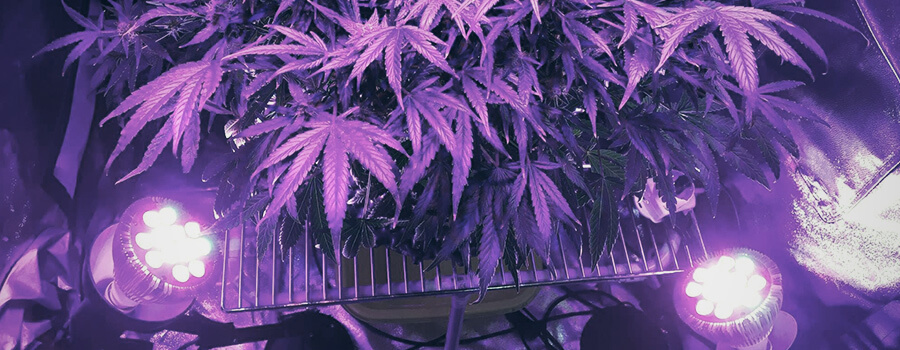 Trainingstechnieken Cannabis Zijverlichting
