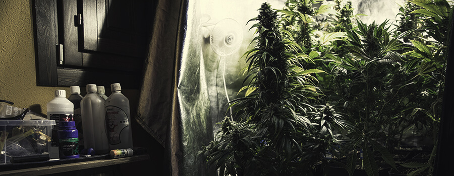 Verschillende Voedingsstoffen Voor Verschillende Cannabissoorten Verschillende Voedingsstoffen Voor Verschillende Cannabissoorten