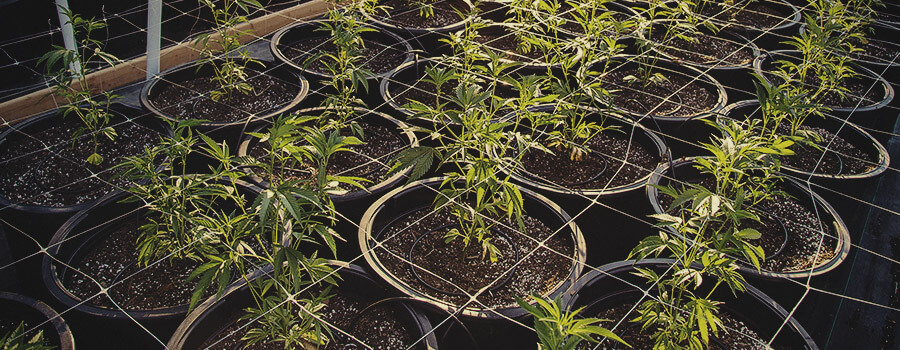 Fertigatiesysteem van cannabis buiten