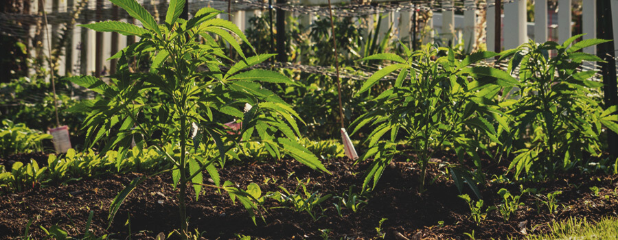 De voordelen van eenvoudige Cannabis Farming