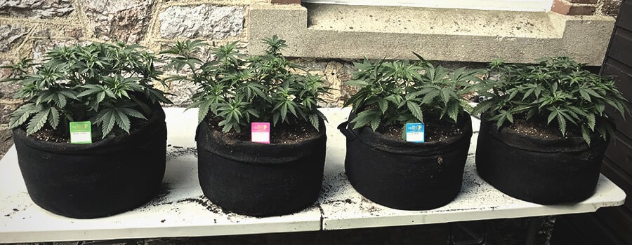 Smart Pot Met Handgrepen Voor Buitenteelt