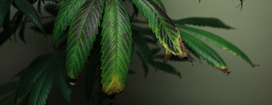 Overbemesting Cannabis Overbemesting Cannabis