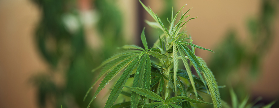 Watering Kwestie Cannabisplant Watering Kwestie Cannabisplant