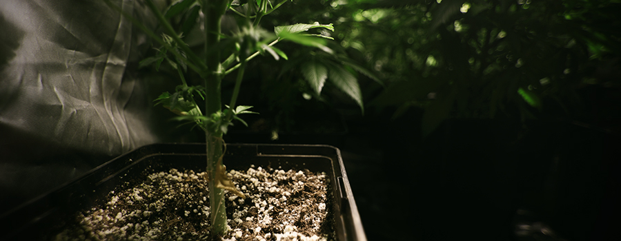 Ph Van De Bodem In De Cannabiteelt Ph Van De Bodem In De Cannabiteelt