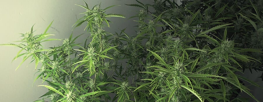 Royal Cookies Automatic Dag 56 Na Kieming