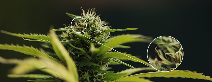 Stuifmeel Cannabis Plant Stampers Stuifmeel Cannabis Plant Stampers