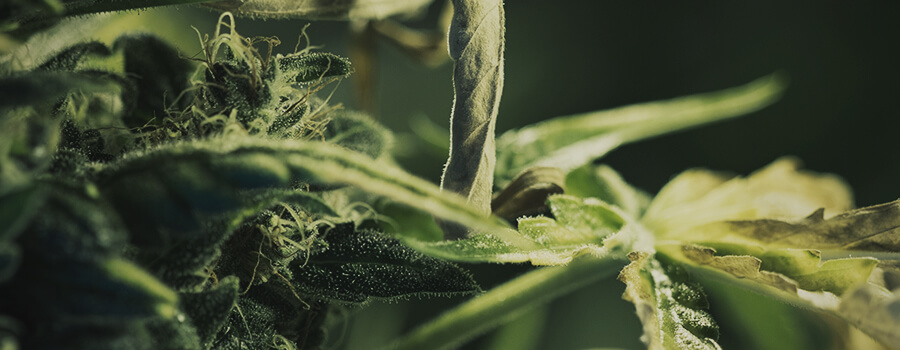 Pistils Et Trichomes Dans Une Tête De Cannabisstampers En Trichomen In Een Cannabis Bud Pistils Et Trichomes Dans Une Tête De Cannabisstampers En Trichomen In Een Cannabis Bud