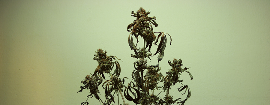 voedingsstoffen verbrande cannabisplant voedingsstoffen verbrande cannabisplant