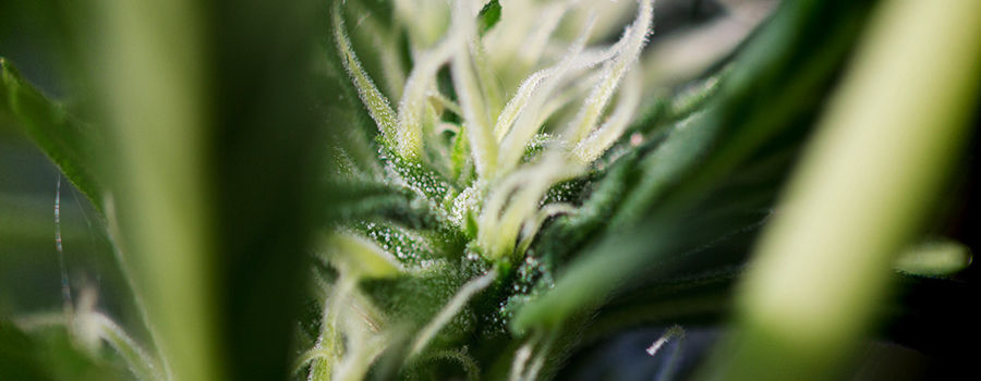 Cannabis Cannabinoids En Terpenes Voor Diabetes Cannabis Cannabinoids En Terpenes Voor Diabetes
