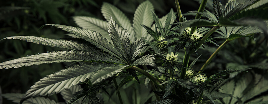 Cannabis Criptovaluta Cannabis Criptovaluta