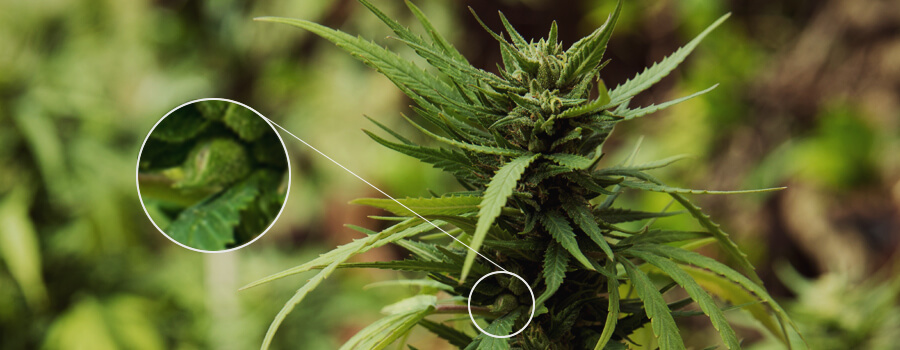 Bestuivende Cannabisplant Bestuivende Cannabisplant