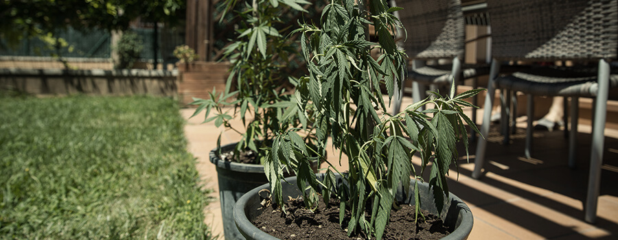 Hitte Stress Cannabis Buitenshuis Hitte Stress Cannabis Buitenshuis