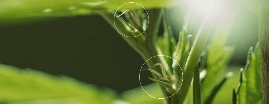 Stampels In Een Voorbloemige Gefeminiseerde Cannabisplant Stampels In Een Voorbloemige Gefeminiseerde Cannabisplant