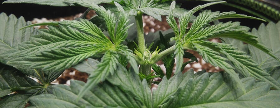 Toppen Fimming Planta Cannabis Toppen Fimming Planta Cannabis