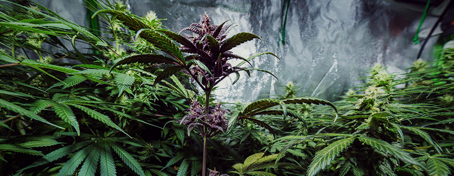 Paarse Cannabisplant Paarse Cannabisplant