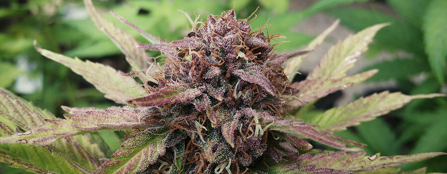 Paarse Cannabisplant