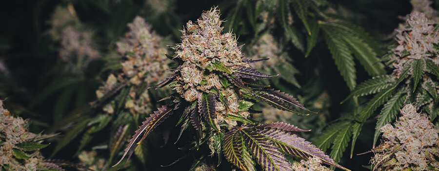 Paarse Marihuana Paarse Marihuana
