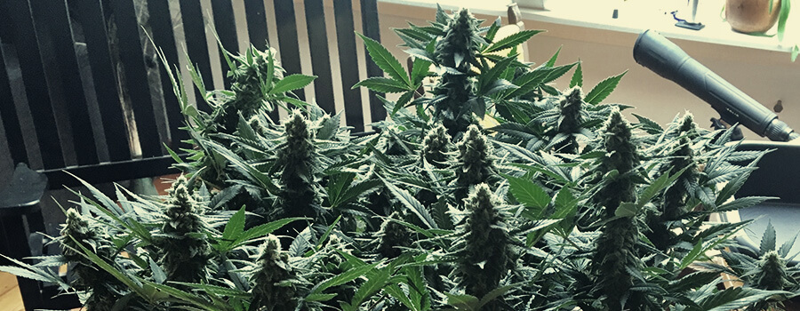Royal Cheese Fast Flowering Royal Queen Seeds Royal Cheese Fast Flowering Royal Queen Seeds