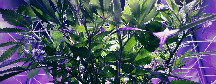 Scrog Methode Cannabis Scrog Methode Cannabis