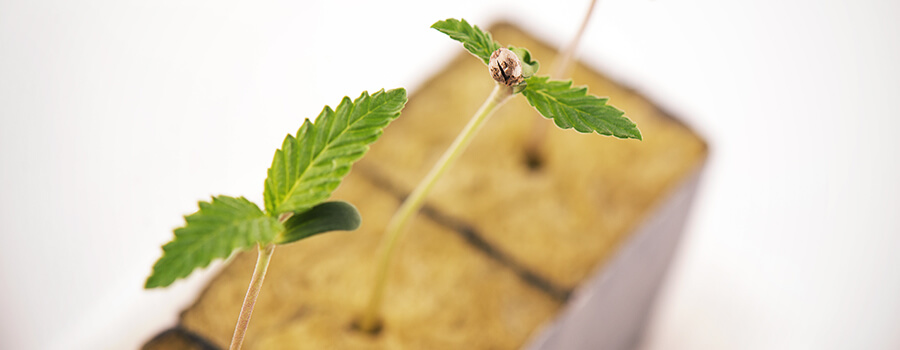 Wanneer Moet U Cannabiszaailingen Transplanteren