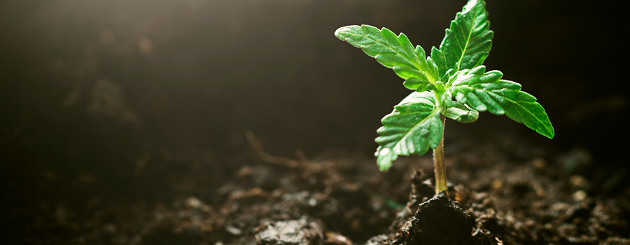 Zaailing Fase Cannabis