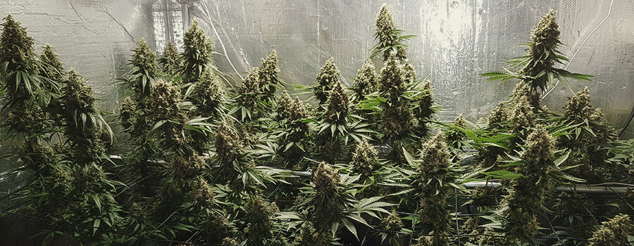 Shining Silver Haze Shining Silver Haze