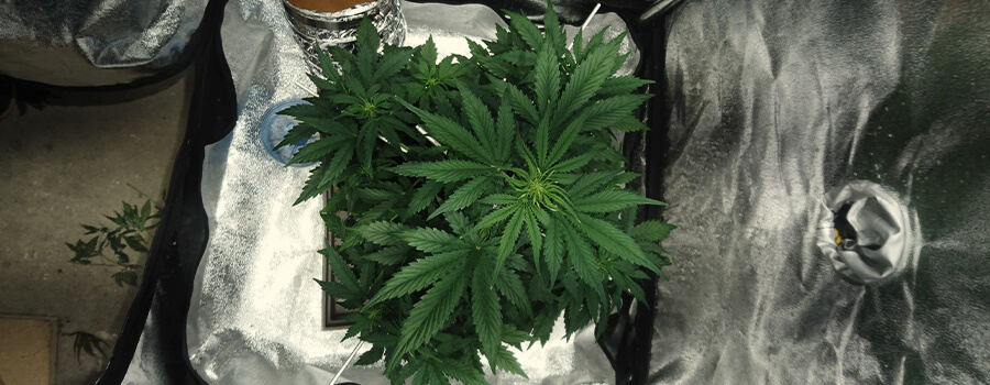 Teelt Van 1 Cannabisplant Thuis Teelt Van 1 Cannabisplant Thuis