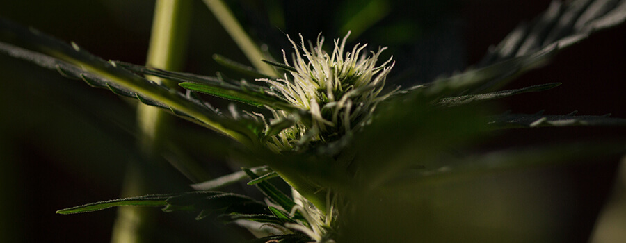 Fotoperiodieke Cannabis Fotoperiodieke Cannabis