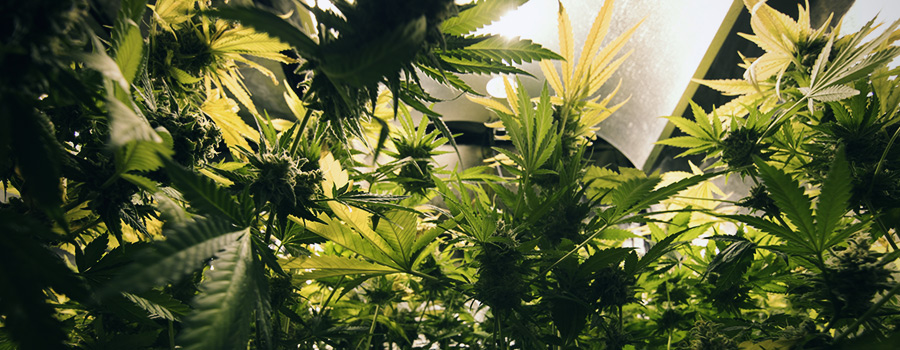 Lichtcyclus Cannabis Lichtcyclus Cannabis