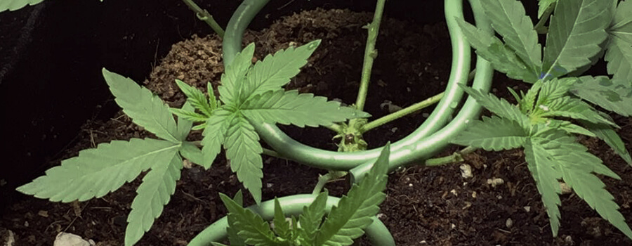 Veiligheid voor alles deel 1: verstop je planten Veiligheid voor alles deel 1: verstop je planten
