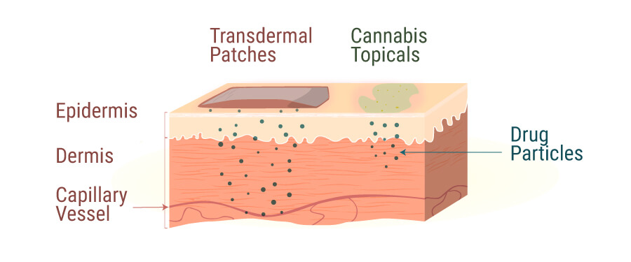 Huidcrèmes Worden Met Een Scala Aan Cannabinoïden Verrijkt Huidcrèmes Worden Met Een Scala Aan Cannabinoïden Verrijkt
