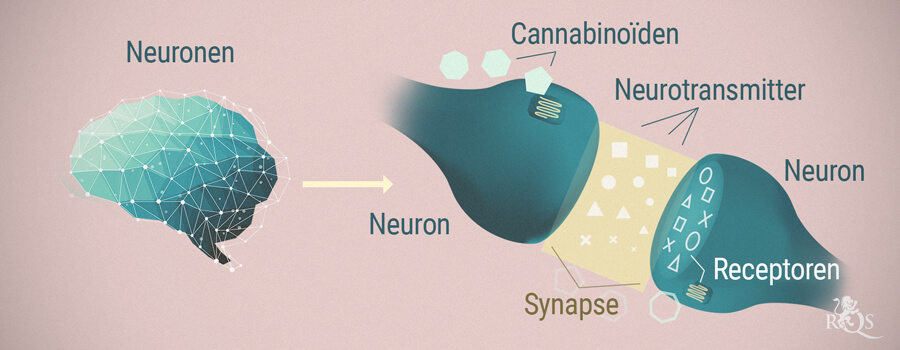 Neuronen, cannabinoïden en neurotransmitters