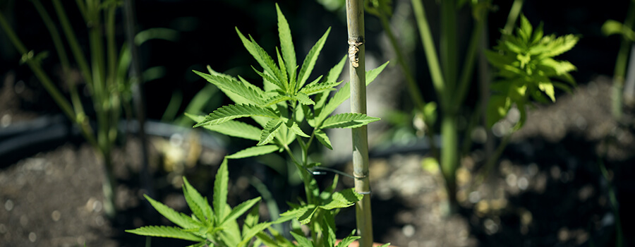 Cannabisplant Een Structuur Cannabisplant Een Structuur