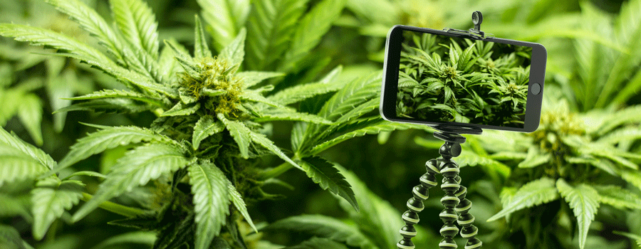 Statief Voor Stevige Schoten Cannabis