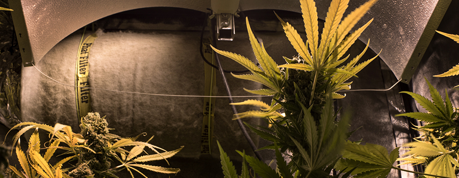 geluiddichte groei kamer cannabis teelt binnen geluiddichte groei kamer cannabis teelt binnen