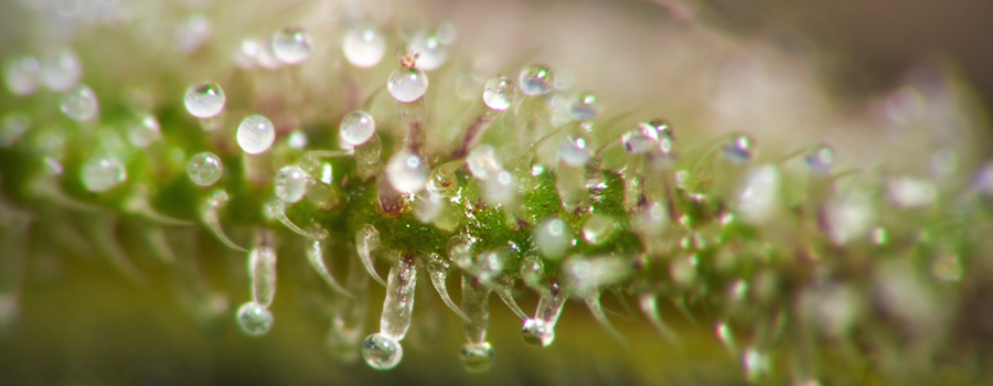 Verlichting Tricomen Cannabis Verlichting Tricomen Cannabis