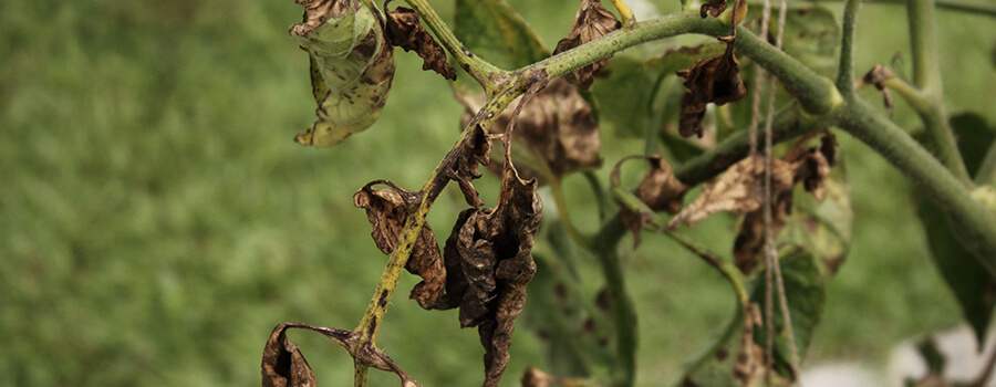 Verticillium Fungus 
