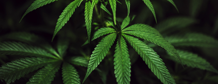 Vegetatieve Fase Cannabis
