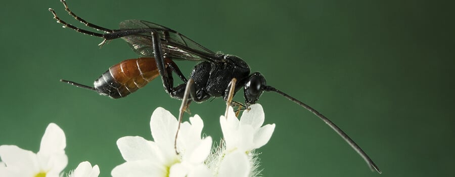  Parasitaire Wespen Cannabis