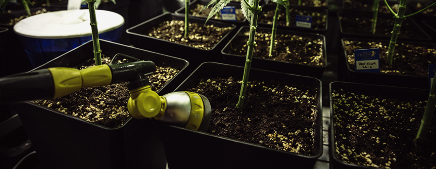 Geef Uw Wietplanten Water Geef Uw Wietplanten Water