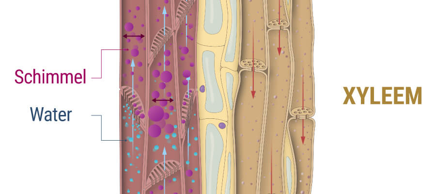 Hoe Schimmel De Xylem Of Cannabis Plant Beïnvloedt