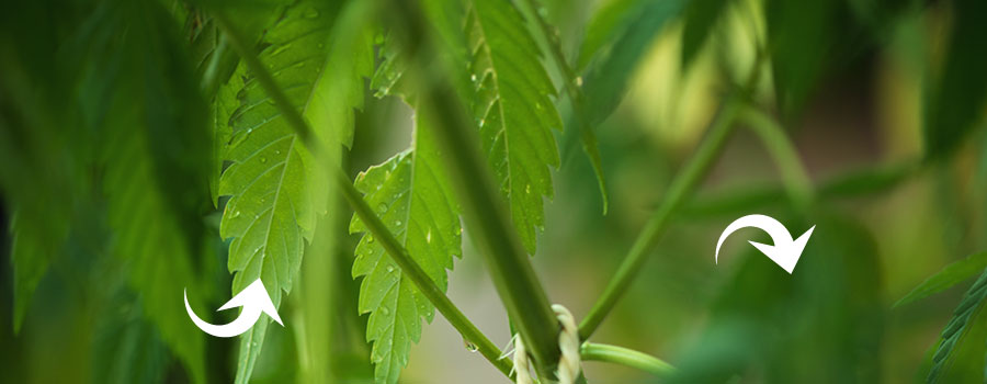 Foliar Cannabis Sproeien