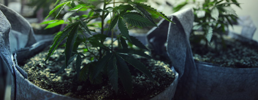 Cannabis cultuur katten en honden